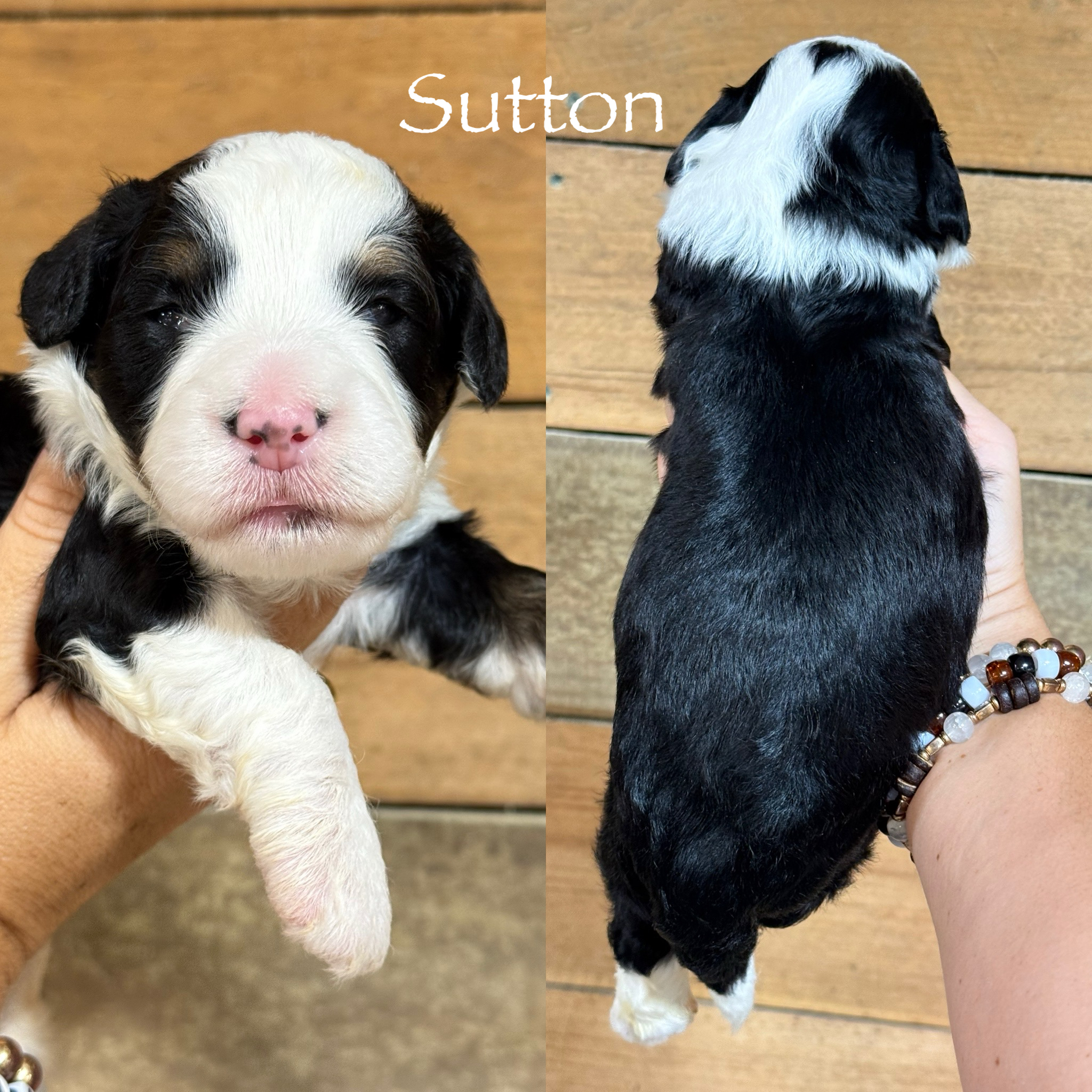 Sutton 1